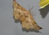 Selenia lunularia